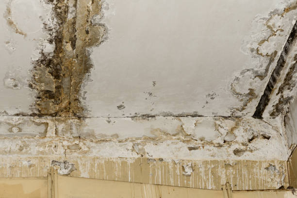 Best Mold Remediation for Healthcare Facilities  in O, MI