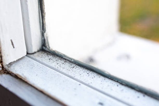Best Water Damage & Mold Remediation  in O, MI