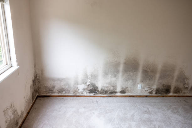 Best Biohazard Mold Removal  in O, MI
