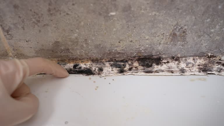 Best Dehumidification Services  in O, MI